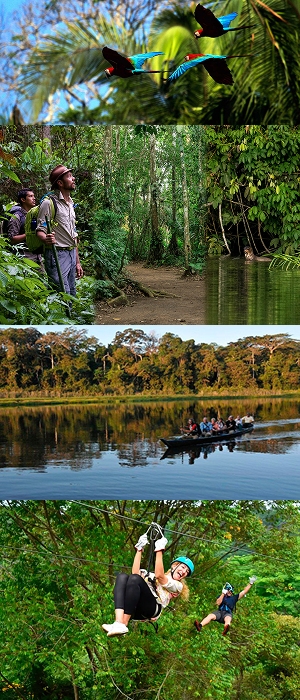 Macaws at a clay lick in the Amazon