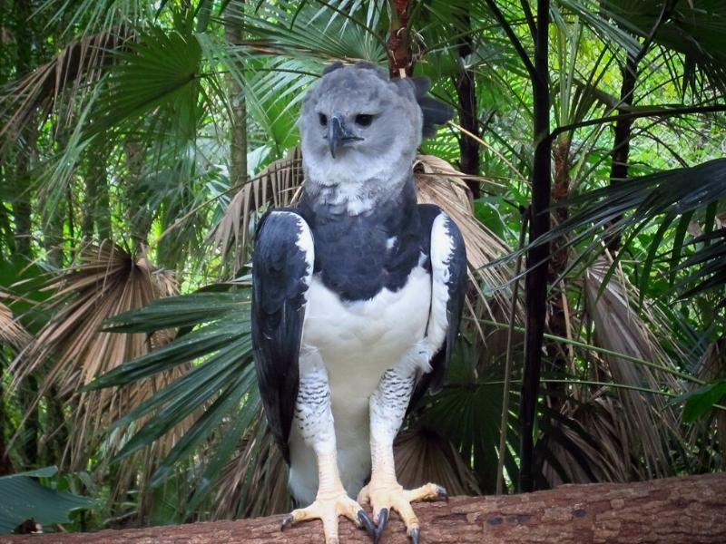 Harpy eagle and other birds