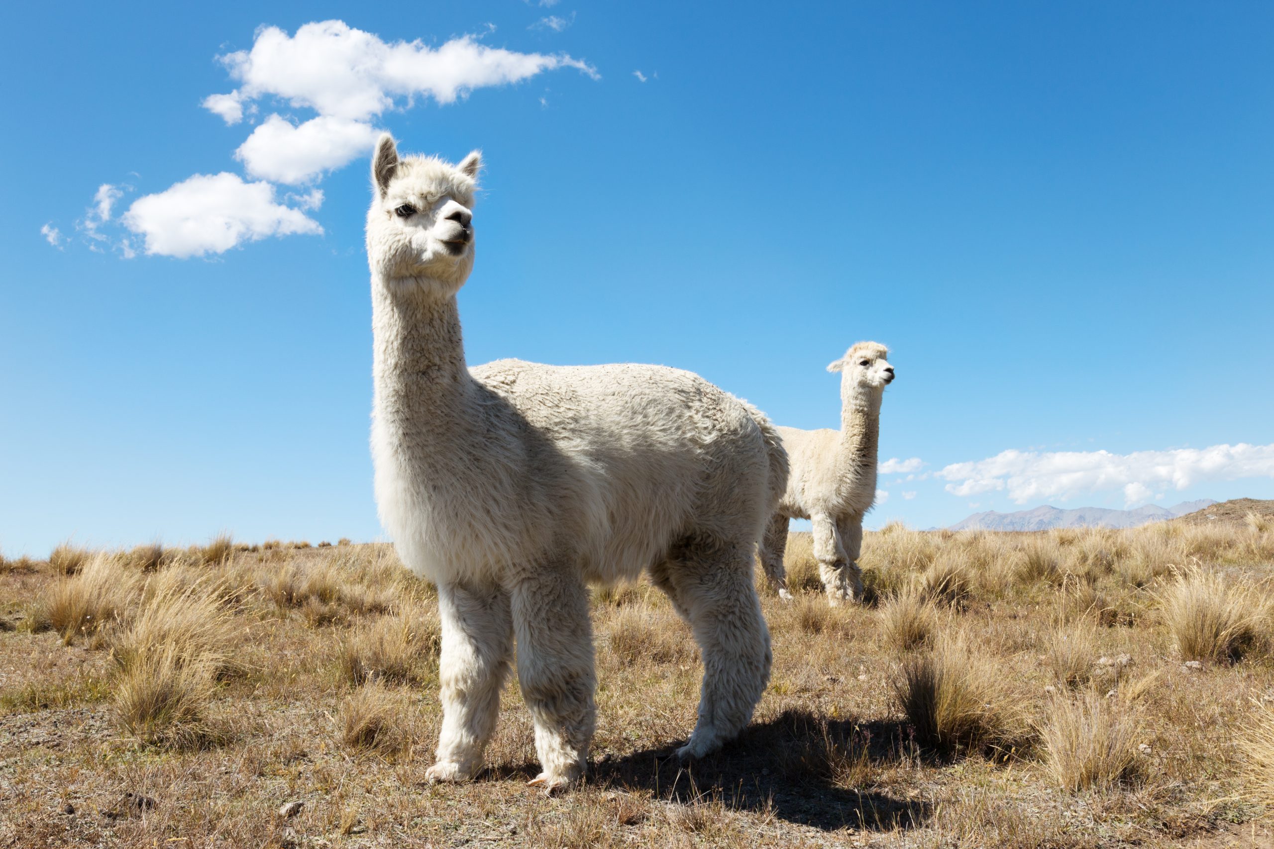 Alpacas pastando