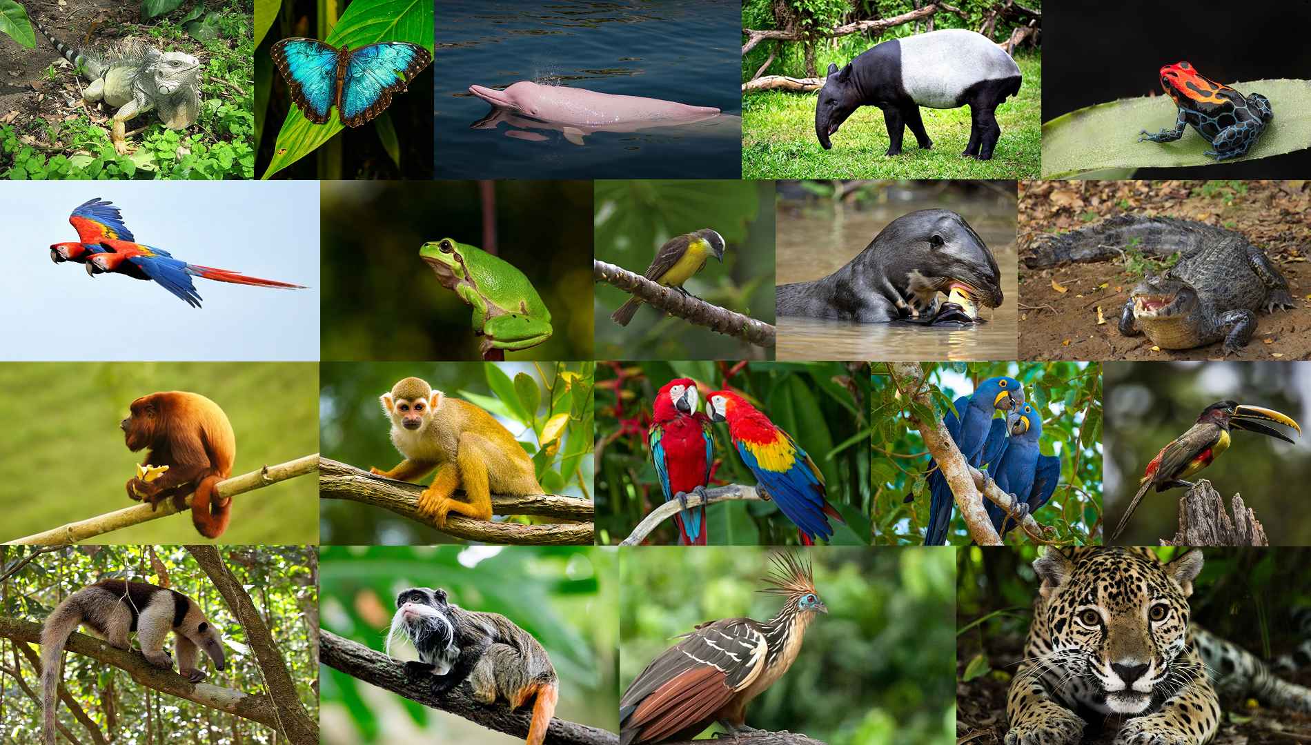 Diverse Amazonian wildlife
