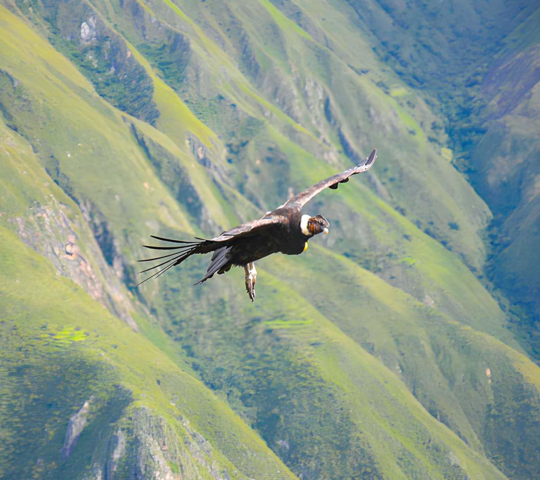 Andean condor flying over the Apurímac Canyon