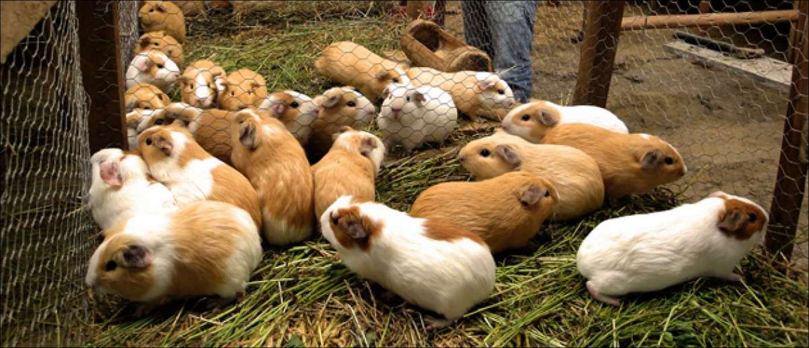 Variety of guinea pig breeds developed in Peru