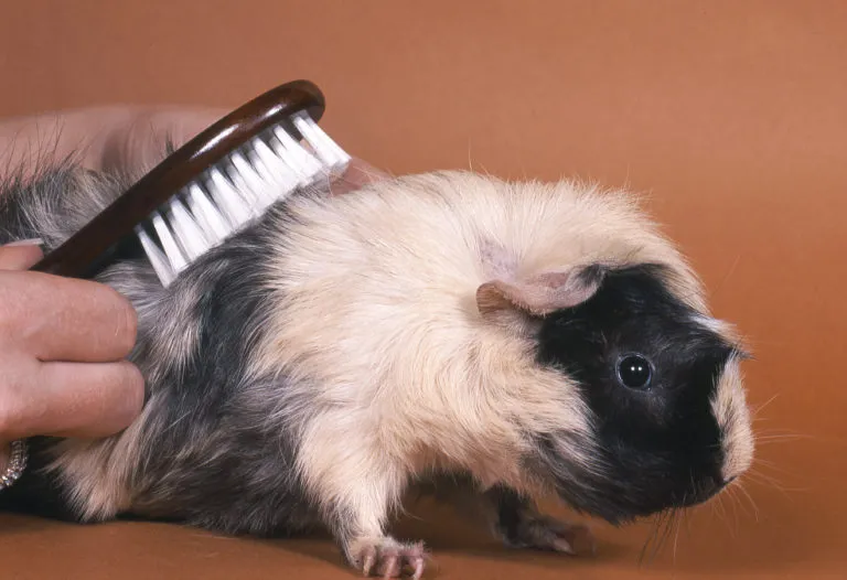 Brushing a guinea pig