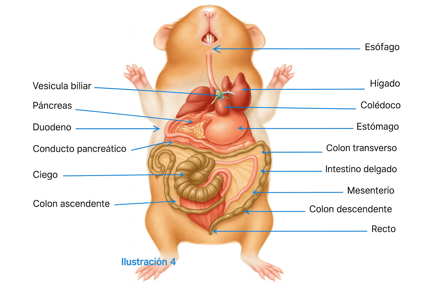 Cuy de la variedad Abisinio