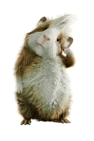 Happy guinea pig in owner’s arms