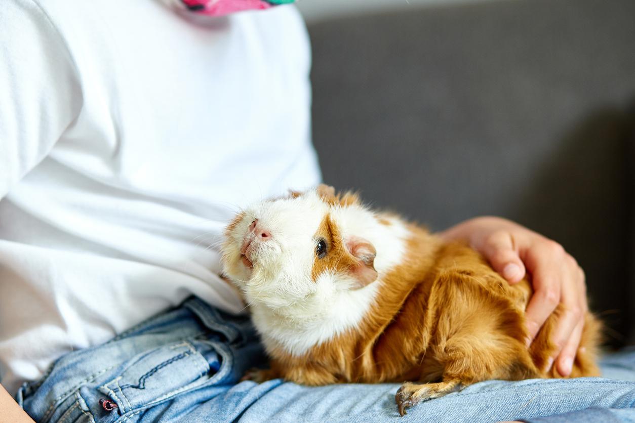 Adorable domestic guinea pig