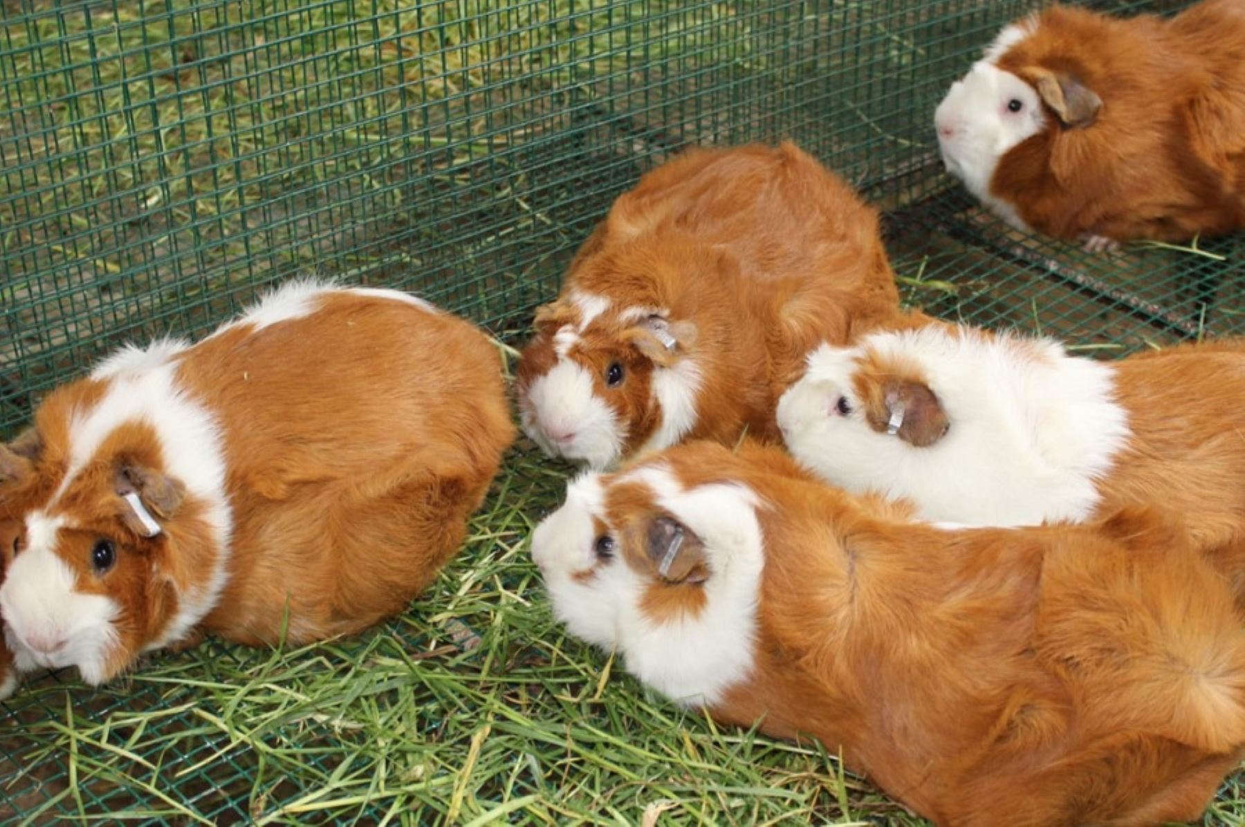 Inka breed guinea pig