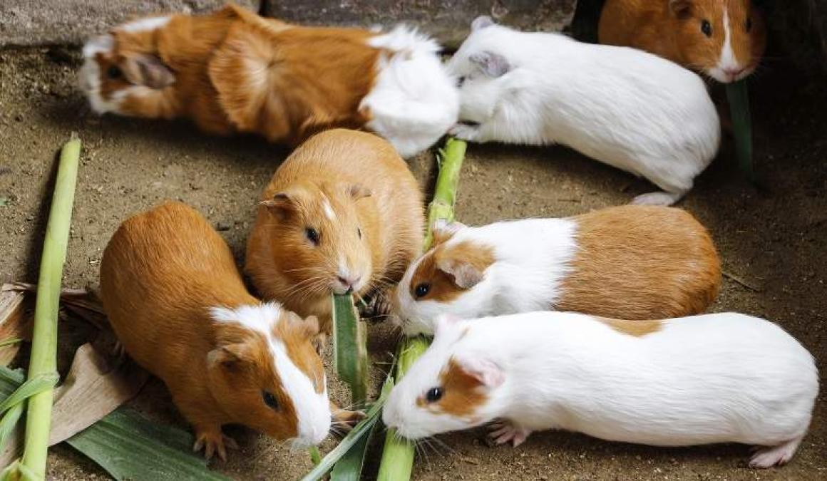 Interracial guinea pig
