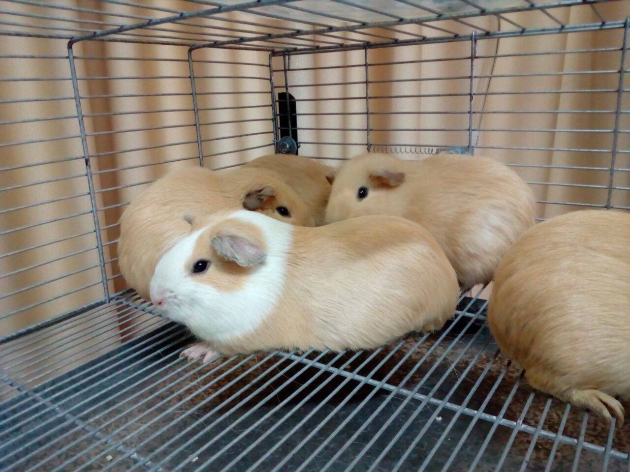 Inti line guinea pig