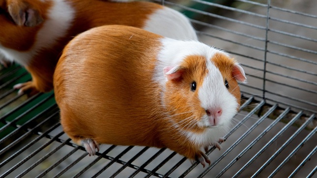 Peru breed guinea pig