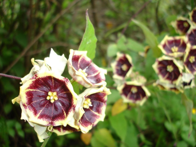 Purple and white Andean flower at Choquequirao