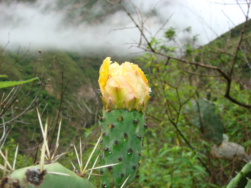 Sankayo cactus flower on rocky slopes