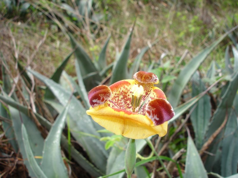Yellow Andean wildflower at Choquequirao