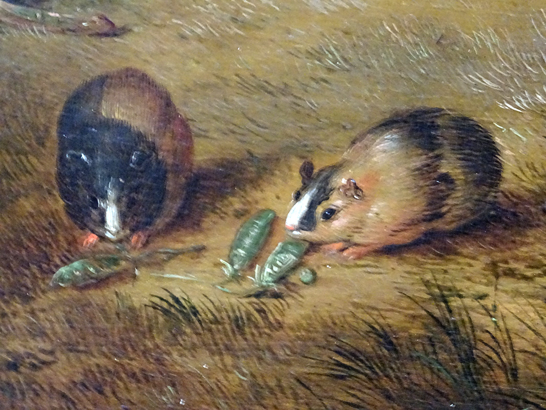 Cuy doméstico mostrando sus características físicas