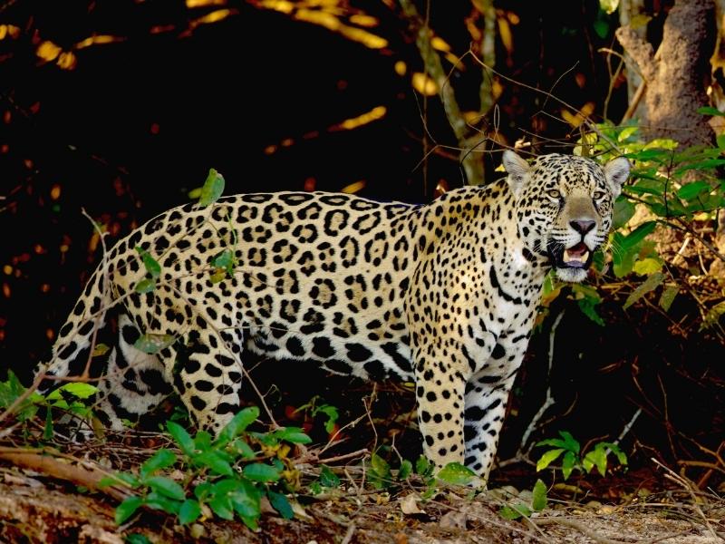 Jaguar