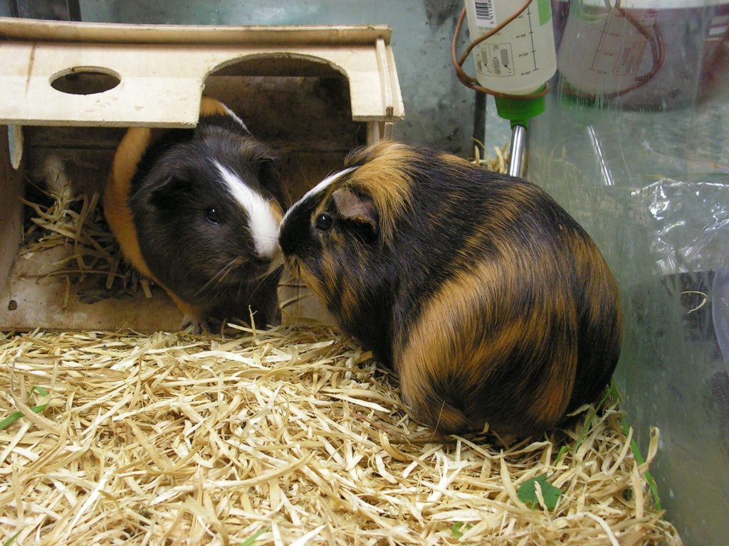 Two guinea pigs together showing social behavior