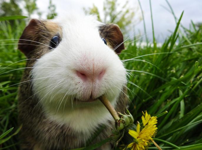 Guinea pig eating fresh vegetables