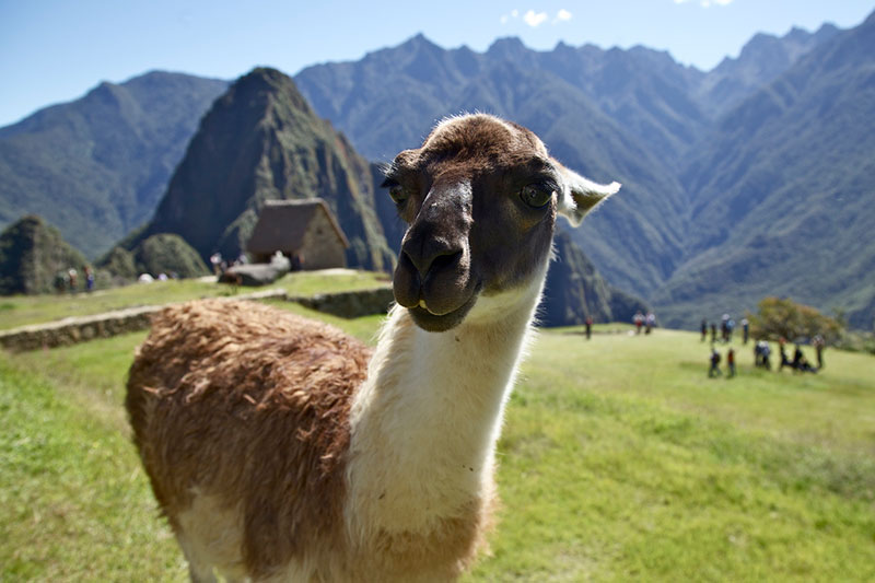 Llamas en Machu Picchu