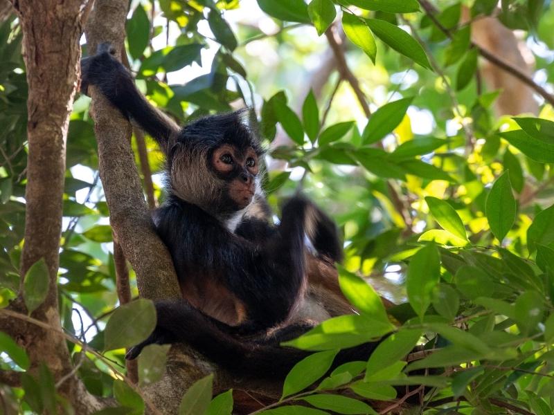 Spider monkeys and other primates