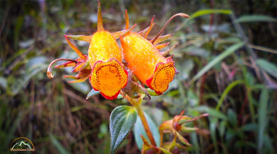 Colorful Andean orchids