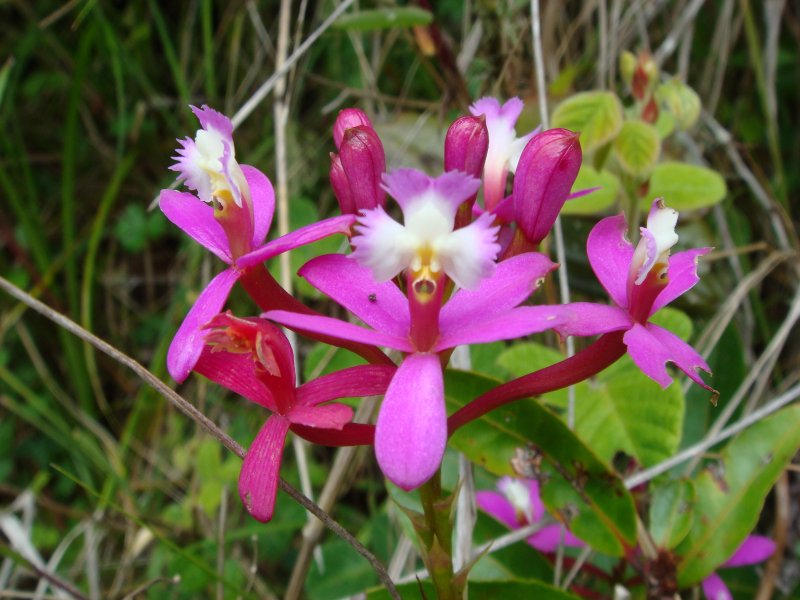 Pink Andean orchid at Choquequirao