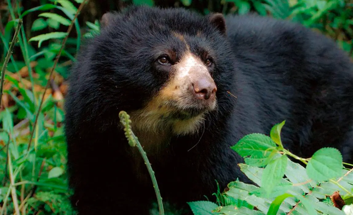 Spectacled bear in its natural habitat