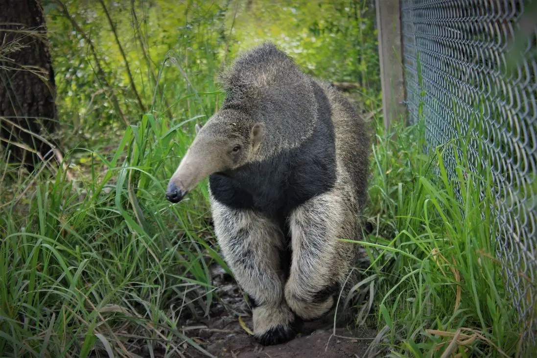 Giant anteater