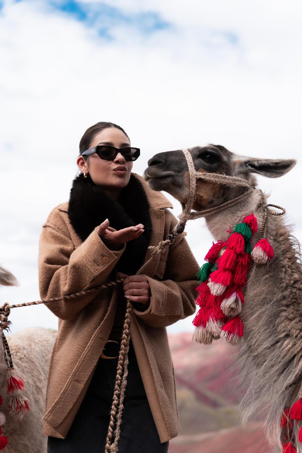 Alpacas grazing in the colorful landscape