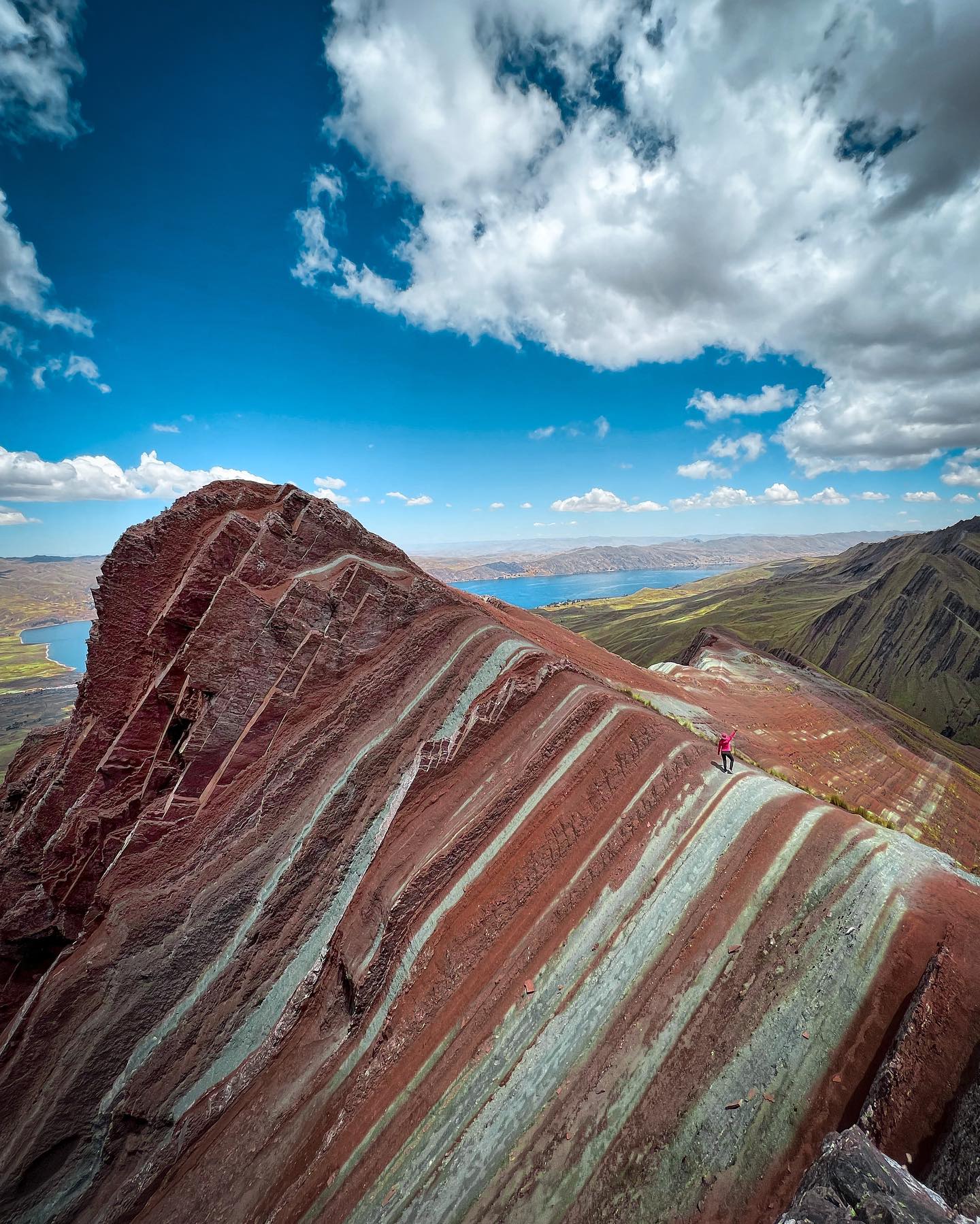 Detail of medicinal flora at Pallay Punchu