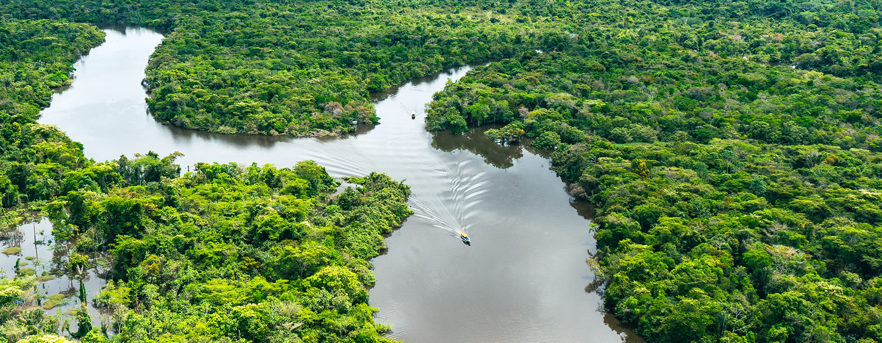 Aerial view of the Amazon rainforest in Manu National Park