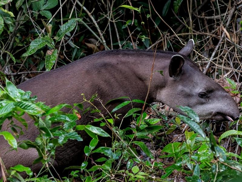Amazonian tapir