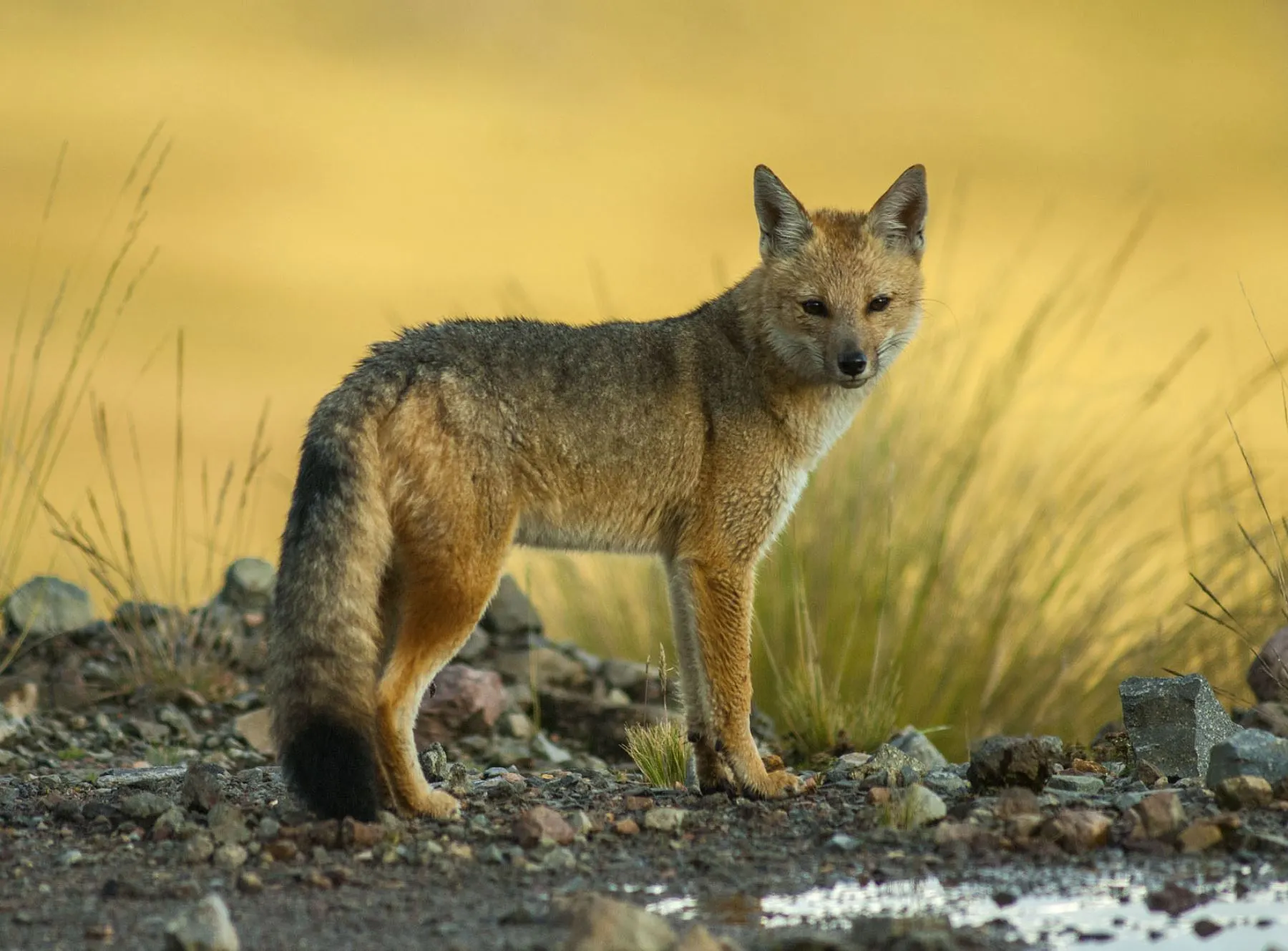 Zorro en el Ausangate